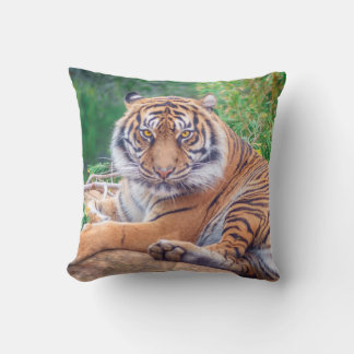Stunning Reclining Tiger Photograph Cushion