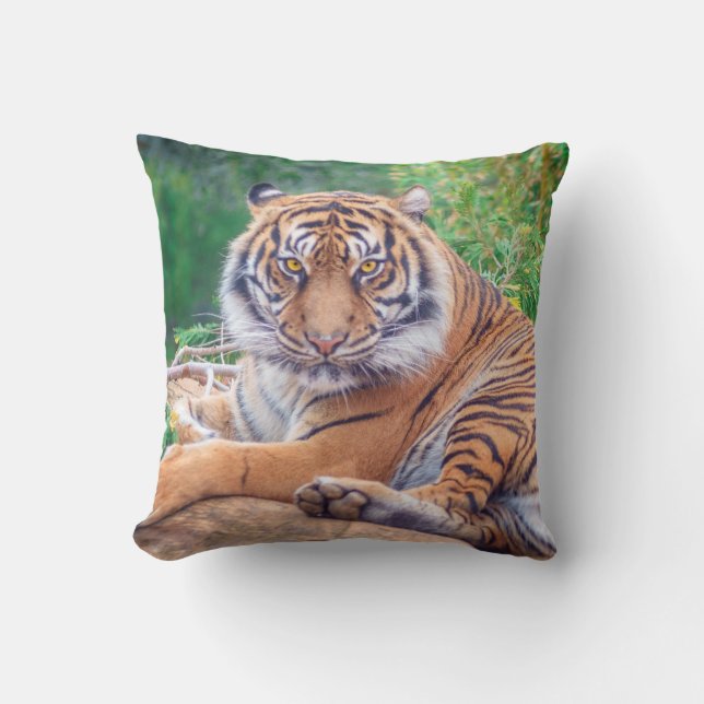 Stunning Reclining Tiger Photograph Cushion (Front)