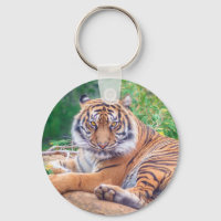 Stunning Reclining Tiger Photograph