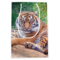Stunning Reclining Tiger Photograph