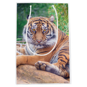 Stunning Reclining Tiger Photograph Medium Gift Bag