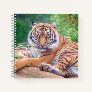 Stunning Reclining Tiger Photograph Notebook
