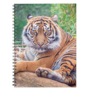 Stunning Reclining Tiger Photograph Notebook