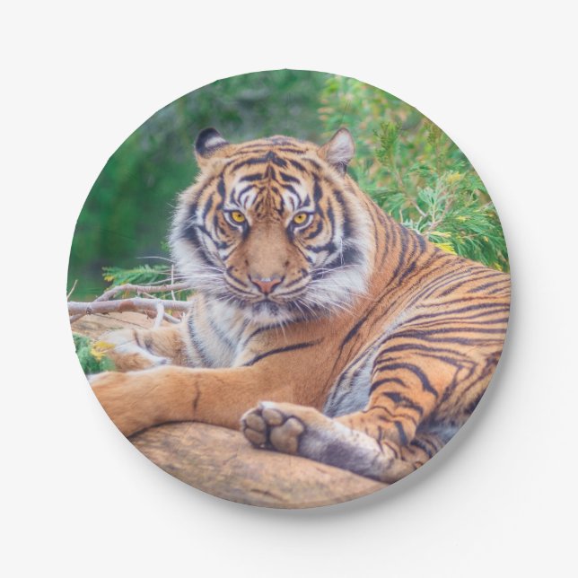 Stunning Reclining Tiger Photograph Paper Plate (Front)