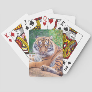 Stunning Reclining Tiger Photograph Playing Cards