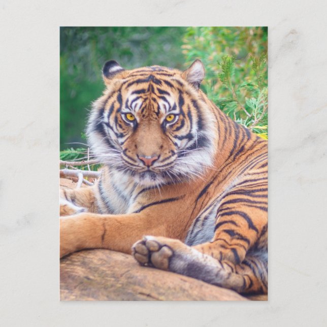 Stunning Reclining Tiger Photograph Postcard (Front)