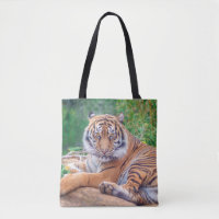 Stunning Reclining Tiger Photograph