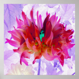 Stunning Red and Hot Pink Cactus Dahlia Poster