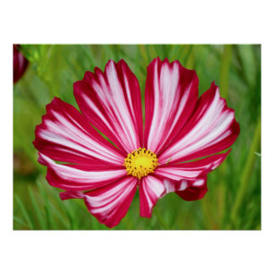 Stunning Red and White Cosmos Flower Poster