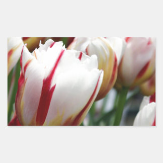 Stunning red and white tulip print rectangular sticker