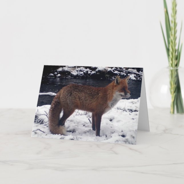 Stunning Red Fox in Snow Greeting Add Text Card (Front)