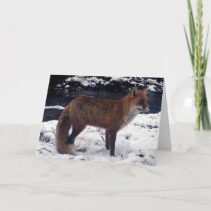 Stunning Red Fox in Snow Greeting Card Add Text