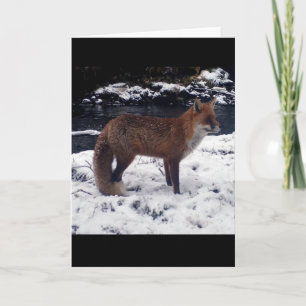 Stunning Red Fox in Snow Greeting Card Add Text