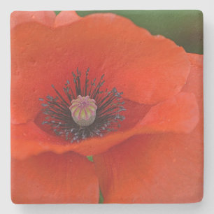 Stunning Red Poppy Stone Coaster