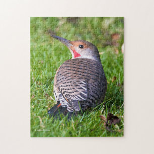 Stunning Red-Shafted Northern Flicker on the Lawn Jigsaw Puzzle