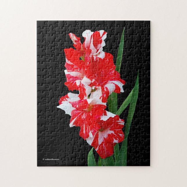 Stunning Red & White Gladiolus Sword Lilies Jigsaw Puzzle (Vertical)