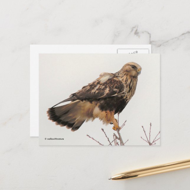 Stunning Rough-Legged Hawk in the Tree Postcard (Front/Back In Situ)