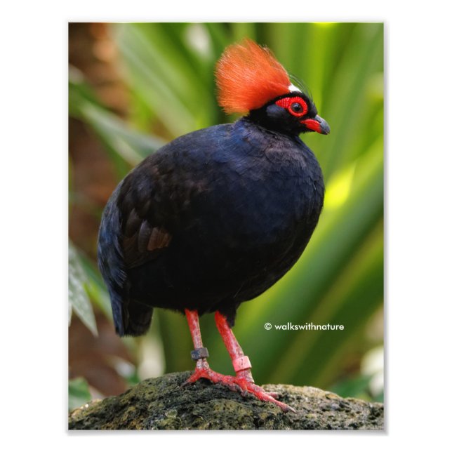 Stunning Roul-Roul Crested Wood Partridge Bird Photo Print (Front)