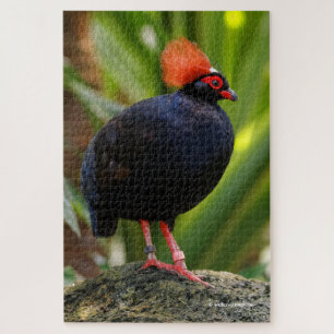 Stunning Roul-Roul Crested Wood Partridge Jigsaw Puzzle