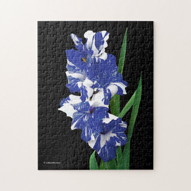 Stunning Royal Blue & White Gladiolus Sword Lilies Jigsaw Puzzle (Vertical)