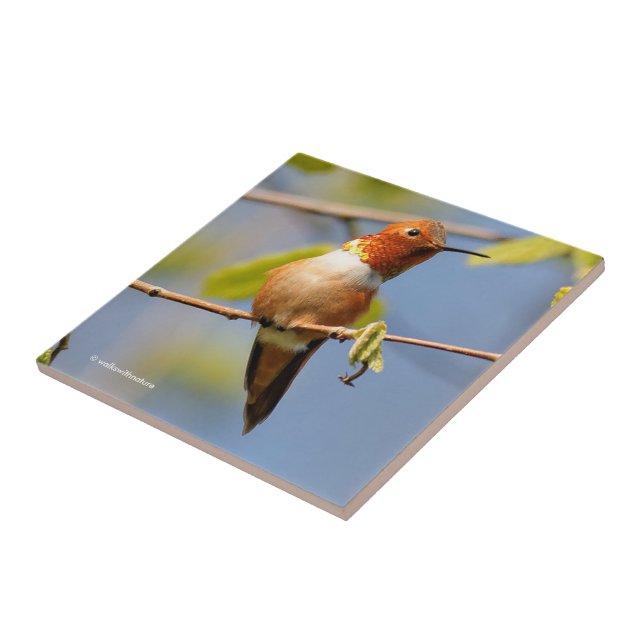 Stunning Rufous Hummingbird in the Sun Ceramic Tile (Side)