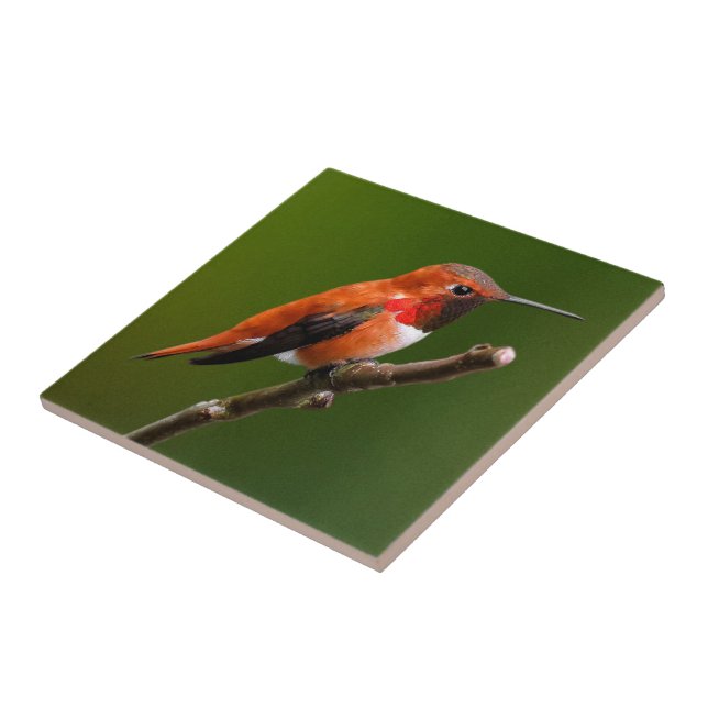 Stunning Rufous Hummingbird on the Cherry Tree Ceramic Tile (Side)