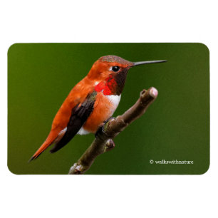 Stunning Rufous Hummingbird on the Cherry Tree Magnet