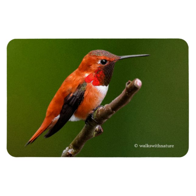Stunning Rufous Hummingbird on the Cherry Tree Magnet (Horizontal)