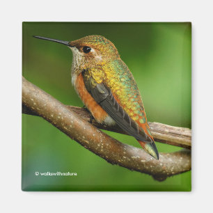 Stunning Rufous Hummingbird on Twining Vines Magnet