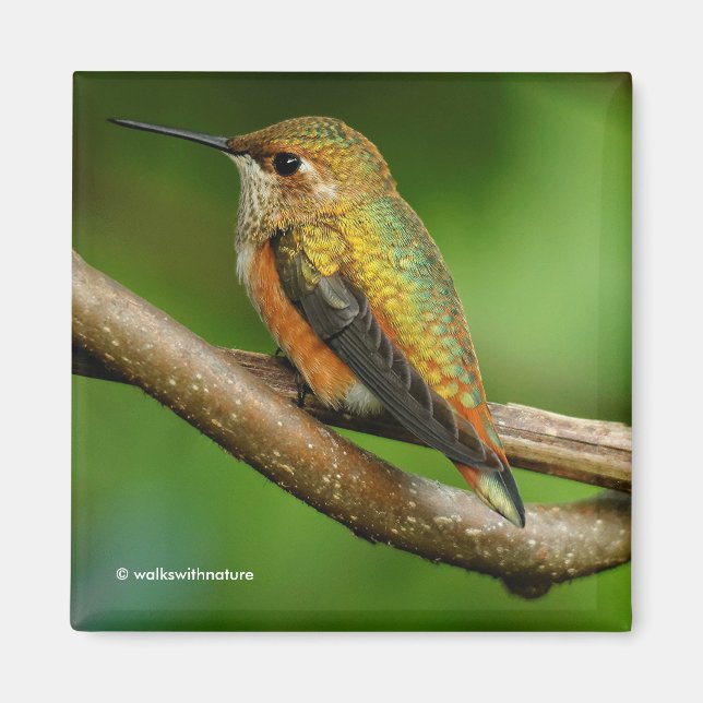 Stunning Rufous Hummingbird on Twining Vines Magnet (Front)