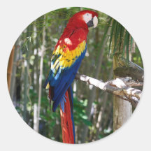 Stunning Scarlet Macaw Parrot