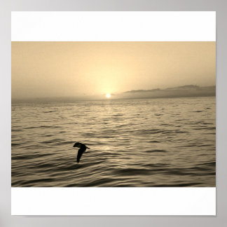 stunning seagull silhouette soaring in the sunset poster