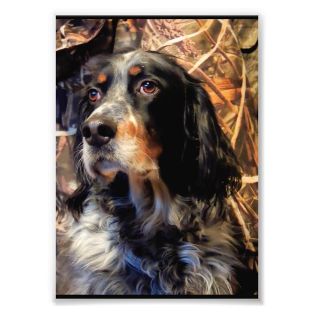 Stunning Setter Photo Print (Front)