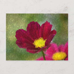 Stunning Shimmery Cosmos Postcard