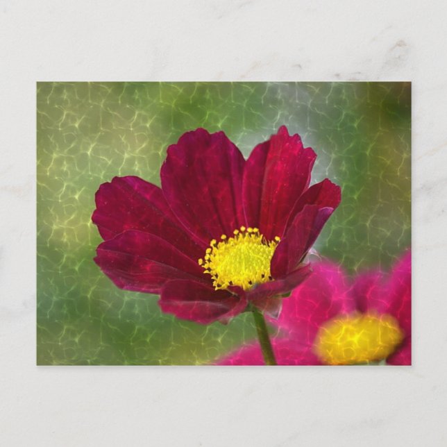 Stunning Shimmery Cosmos Postcard (Front)