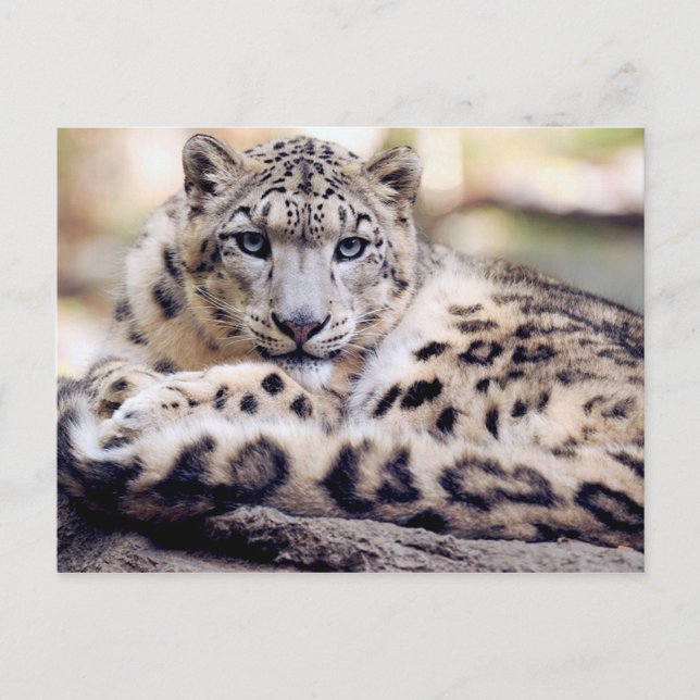 Stunning snow-leopard portrait postcard (Front)
