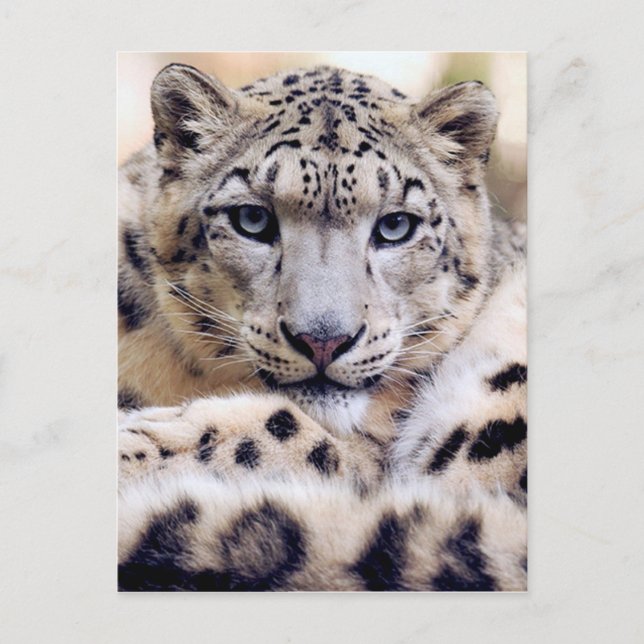 Stunning snow-leopard portrait postcard (Front)