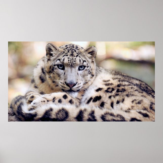 Stunning snow-leopard portrait poster (Front)