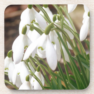 Stunning Snowdrops Coaster
