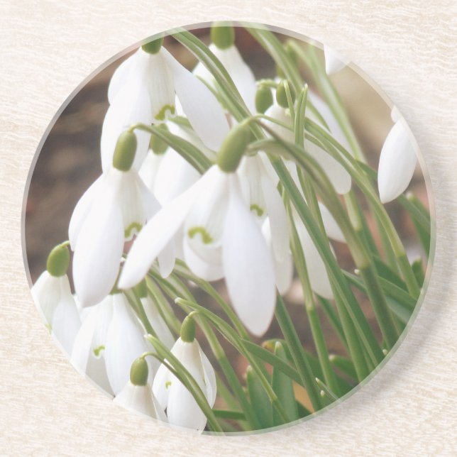 Stunning Snowdrops Coaster (Front)