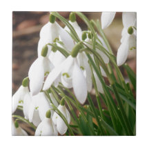 Stunning Snowdrops