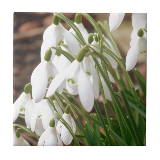 Stunning Snowdrops Tile (Front)
