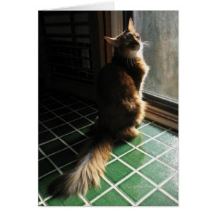 Stunning Somali Cat Card
