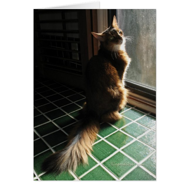 Stunning Somali Cat Card (Front)