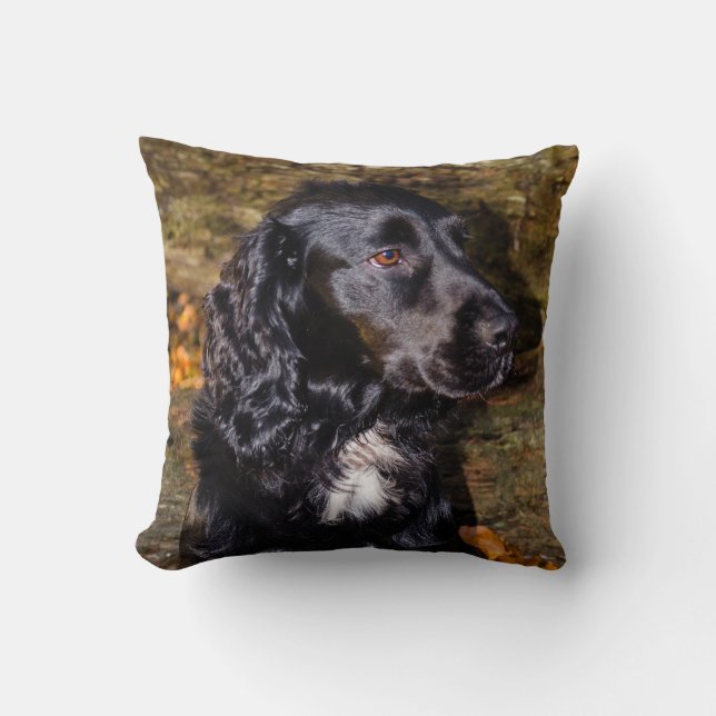 Stunning Spaniel cushion (Front)