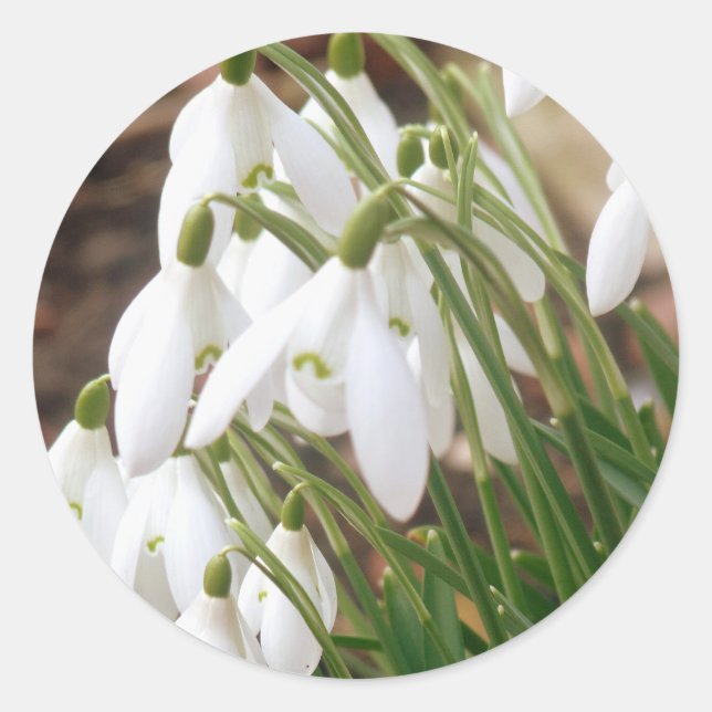 Stunning Spring Snowdrops Classic Round Sticker (Front)