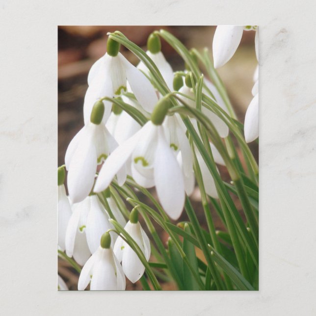 Stunning Spring Snowdrops Postcard (Front)