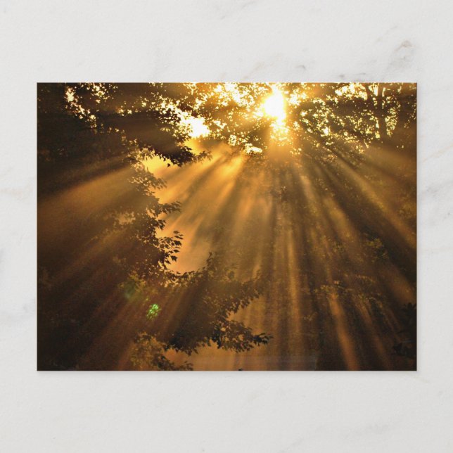 Stunning Sunset Photo with Crazy Sunbeams Postcard (Front)