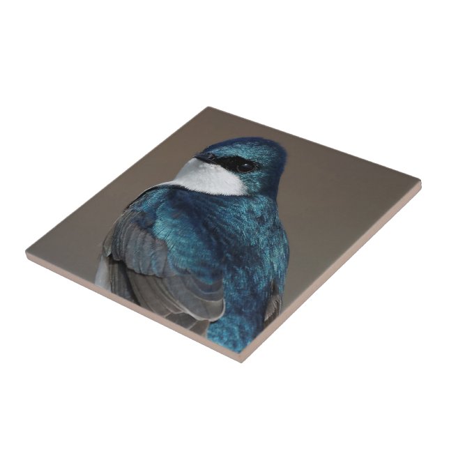 Stunning Tree Swallow Glances at Photographer Ceramic Tile (Side)