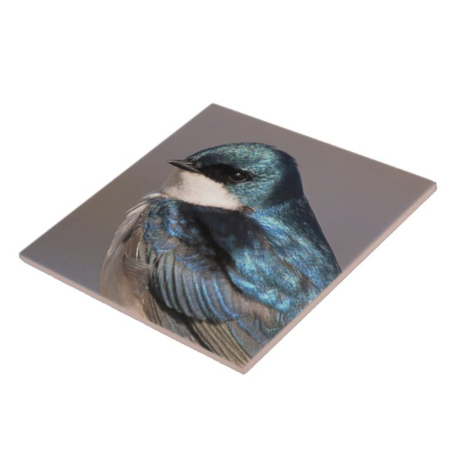 Stunning Tree Swallow Songbird on the Wire Ceramic Tile (Side)